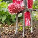 Close-up of a gardening fork and red rubber boots in soil, showing gardening relevant to plumbing issues from tree roots.